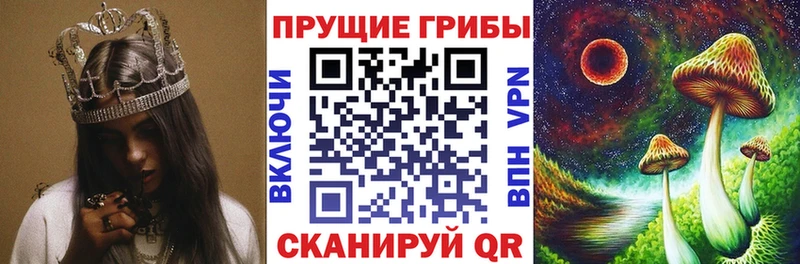 Купить  Пустошка  Псилоцибиновые грибы Psilocybine cubensis 